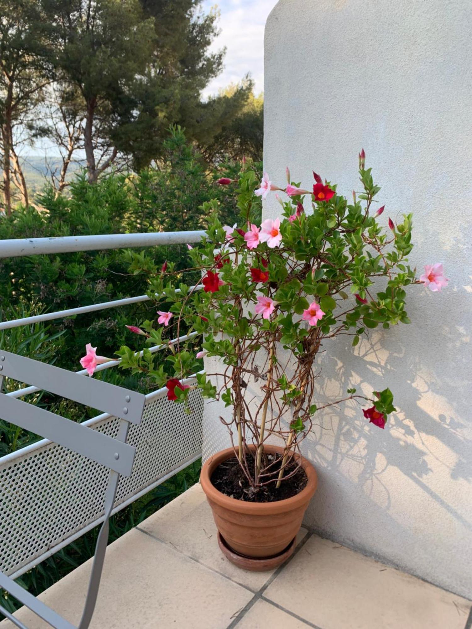 Appartement Duplex La Ciotat Bagian luar foto